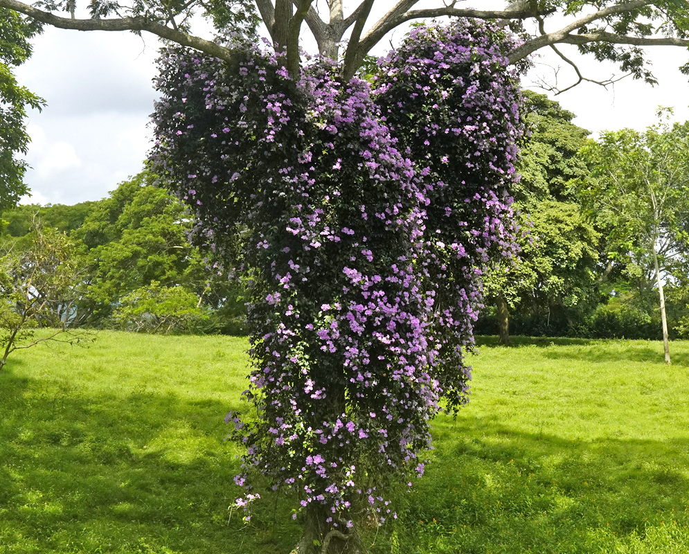 A flowering purple Bignonia corymbosa vine