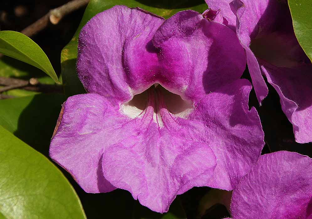 A purple Bignonia corymbosa flower with a white throat in sunlight