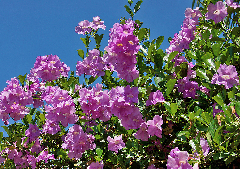 A Bignonia magnifica vine with clusters of purple-rose flowers under blue sky