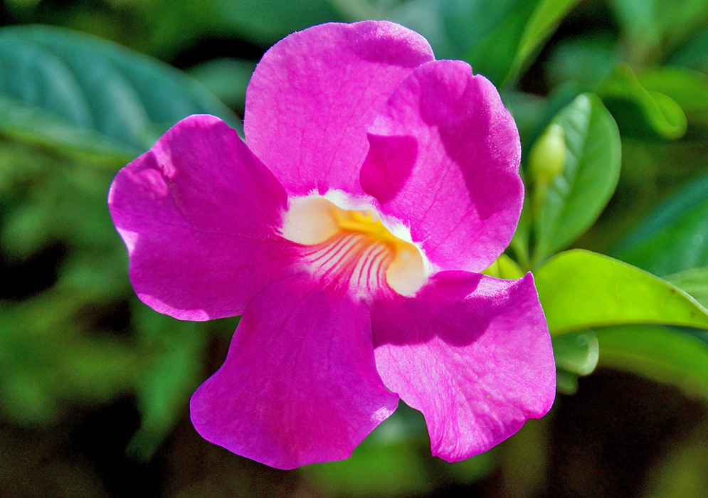 A rose-purple Bignonia magnifica flower with a white and yellow throat in dabbled sunlight