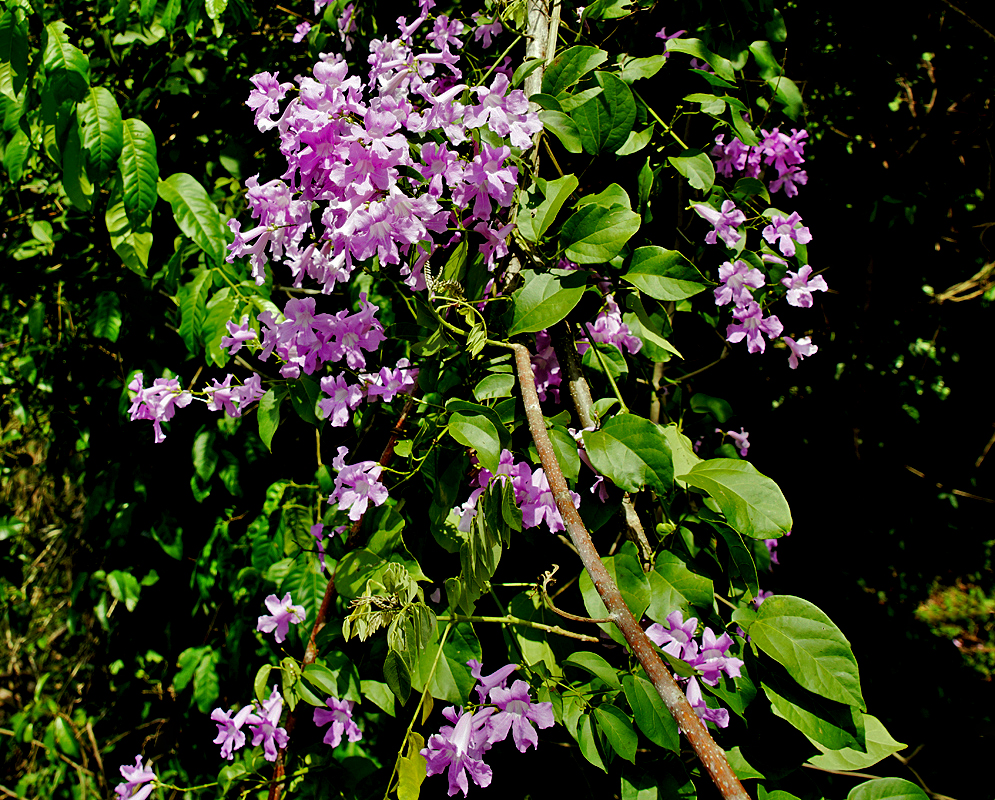 Purple Bignoniaceae flowers in sunlight