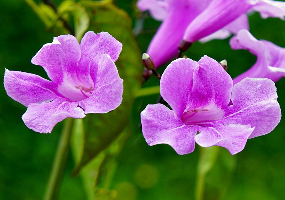 Two Bignoniaceae purple-pink flowers