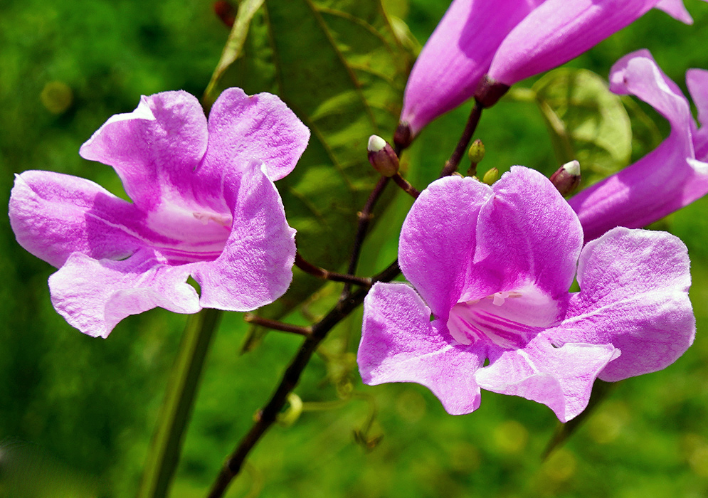 Two Bignoniaceae purple-pink flowers in sunlight