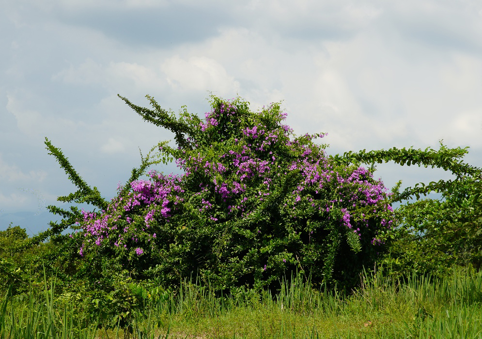 Large Bignoniaceae vine with purple flowers