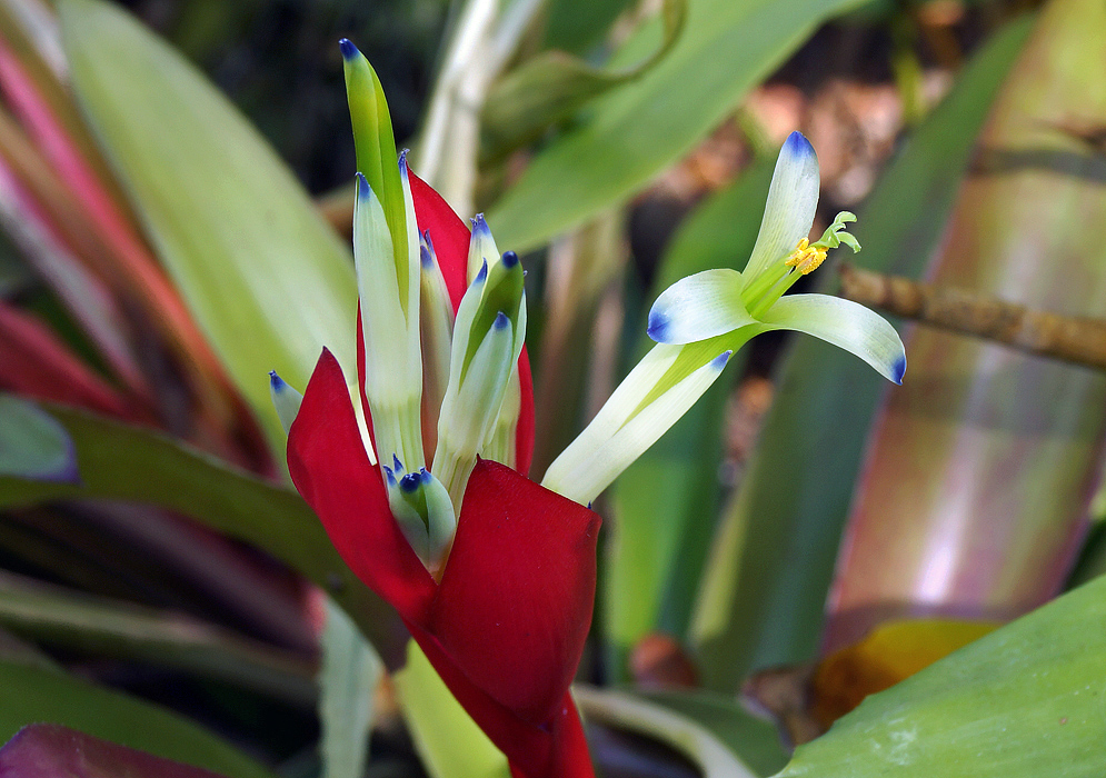 White Billbergia amoena flower petals with blue tips and yellow anthers with green filaments and red bracts
