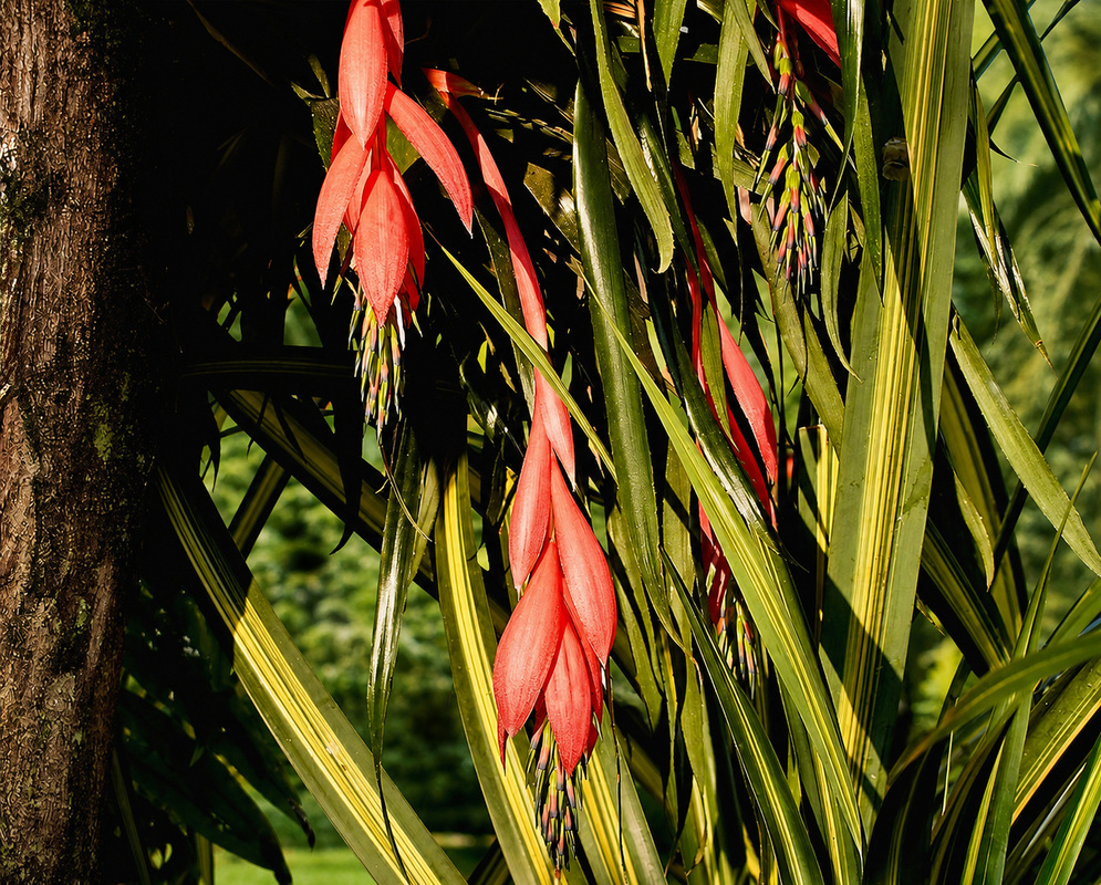 Several arching Billbergia nutans inflorescences with pink bracts and narrow green purple-edged flowers