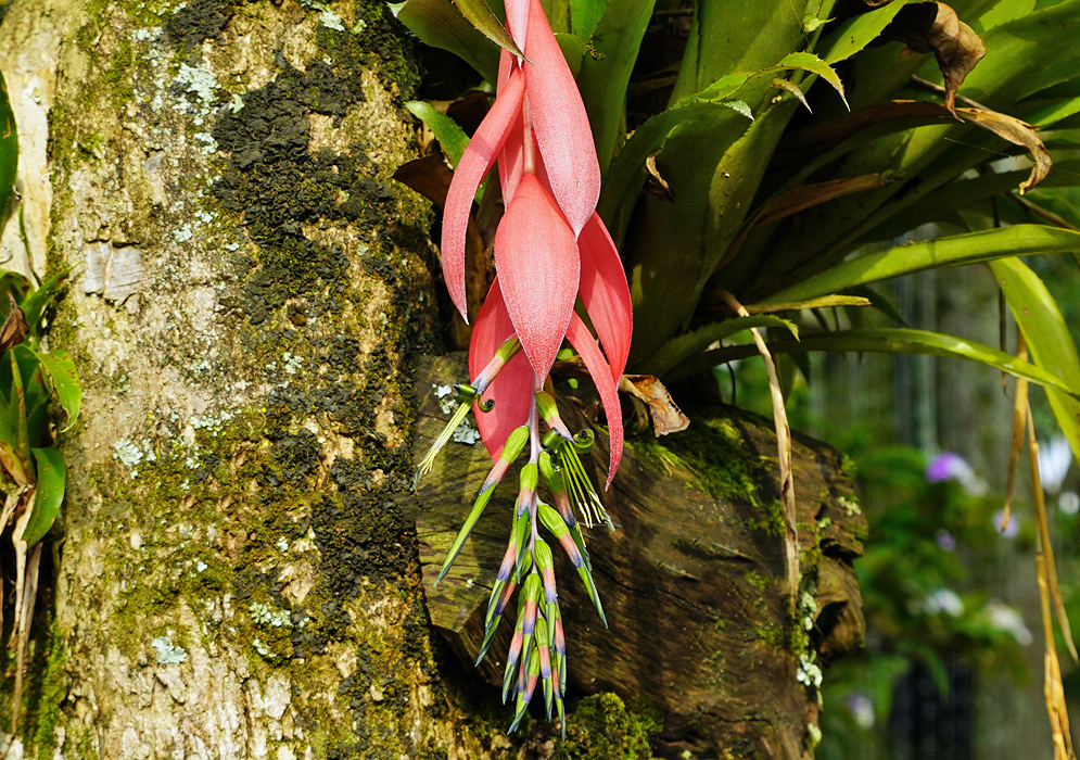 A Billbergia nutans inflorescence with rose-pink bracts and green with pink and blue flowers and yellow stamens