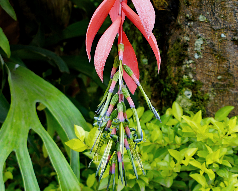A hanging Billbergia nutans inflorescence with red bracts and green, blue, and pink flowers