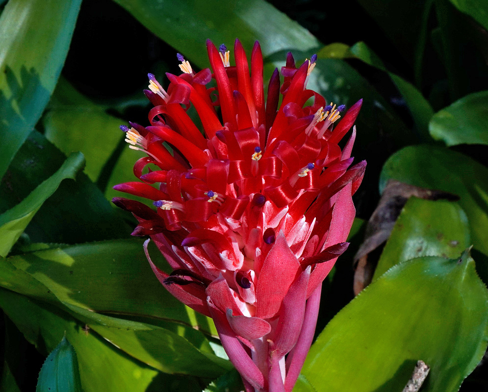 Billbergia pyramidalis upright flower spike with bright red bracts and tubular flowers tipped with purple, surrounded by green strap-like leaves