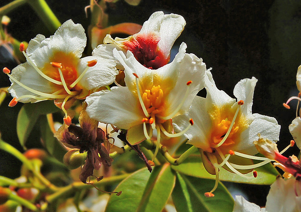 White Billia rosea flowers with yellow in the center turning to an orange red color with white filaments and orange-red anthers