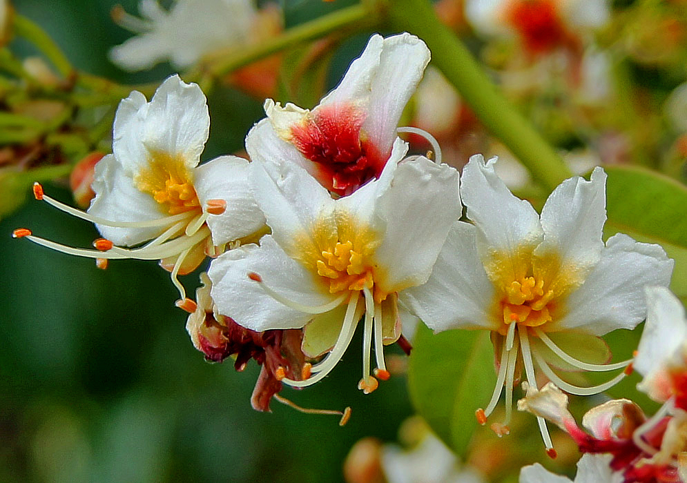 White Billia rosea flowers with yellow in the center turning to an orange red color with white filaments and orange-red anthers