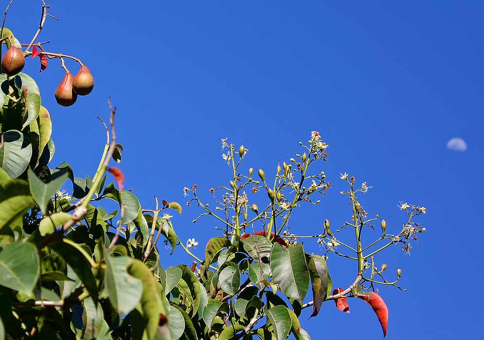 Hanging green and reddish Billia rosea fruit forming on inflorescences in front of blue sky fussy moon