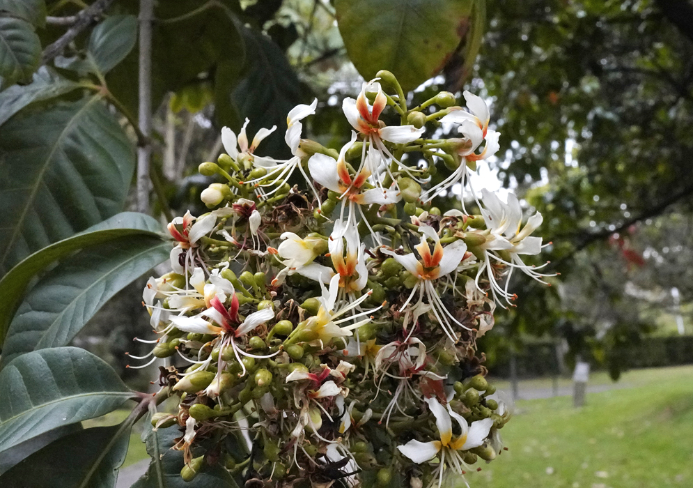 A Billia rosea inflorescence with white flower with yellow or red center