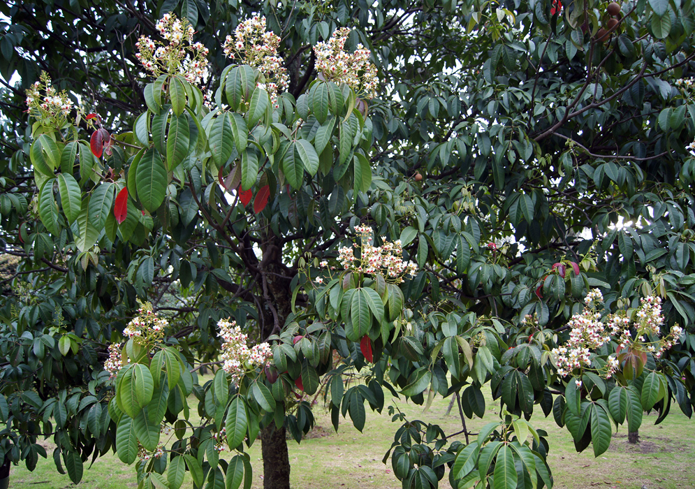 A small Billia rosea tree with inflorscences with white flowers