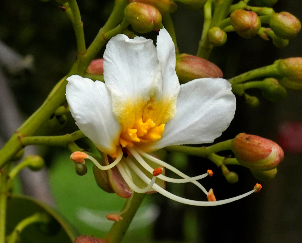 Billia rosea Flower A close-up of a single Billia rosea flower featuring pure white petals with a golden-yellow center and prominent curved stamens with orange tips, surrounded by unopened buds