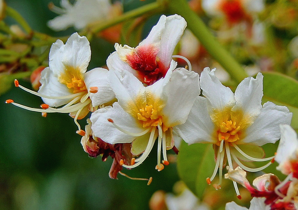 White Billia rosea flowers with yellow in the center with white filaments and orange-red anthers
