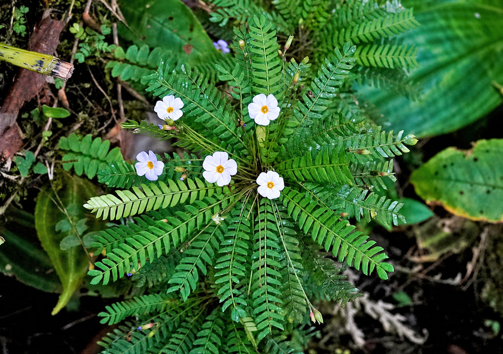 Biophytum dendroides herb with delicate radiating leaflets and slender flower stalks rising above the foliage