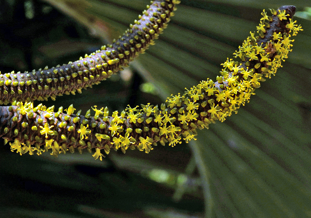 Bismarckia nobilis Flowering Spadix Bismarckia nobilis curved spadix densely covered with small yellow star-shaped flowers emerging between overlapping bracts.