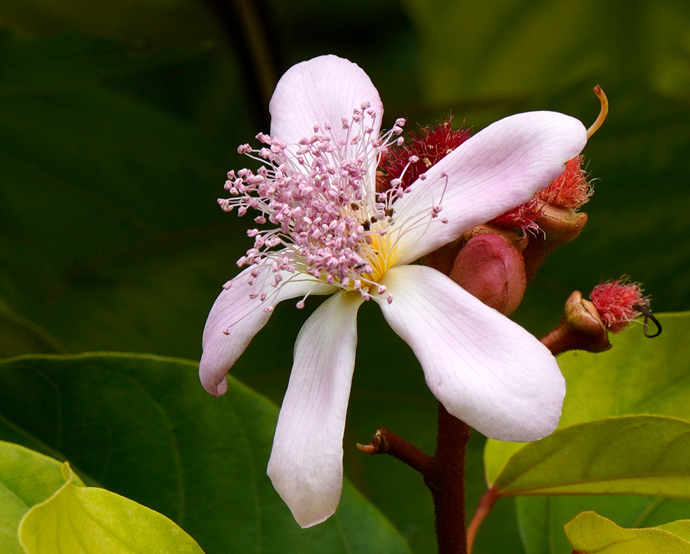 A blooming Bixa orellana flower with soft pink petals and a dense cluster of purple stamens