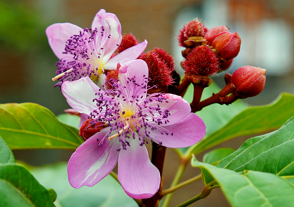 Two pink Bixa orellana flowers with purple anthers, yellow throats and white stigmas