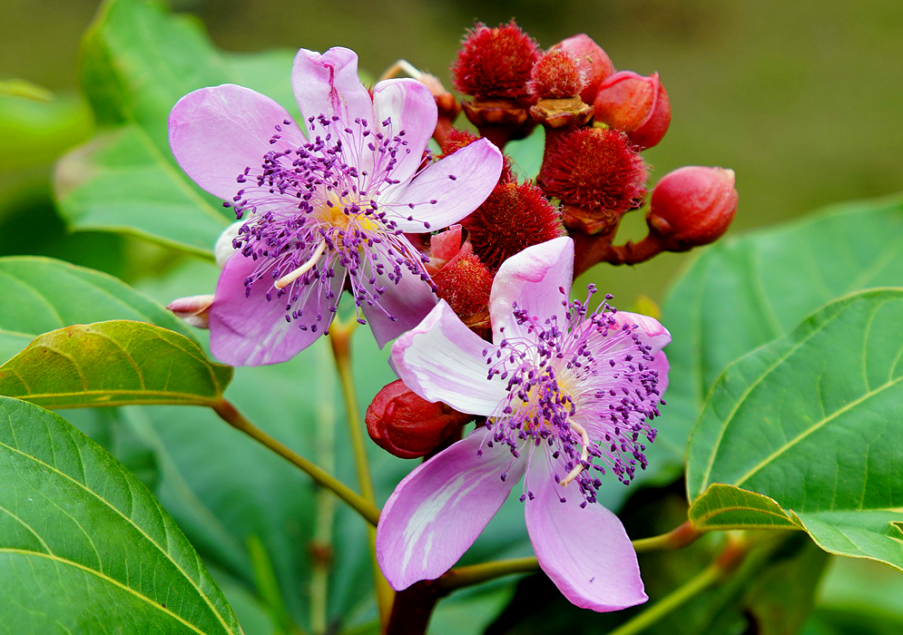 Two pink Bixa orellana flowers with purple anthers and white stigmas