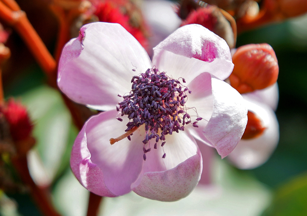 Pink Bixa orellana flower with purple anthers
