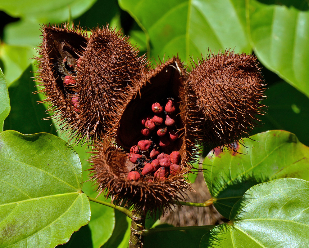 Open spiny capsules of Bixa orellana revealing clusters of vibrant red seeds used to produce annatto dye