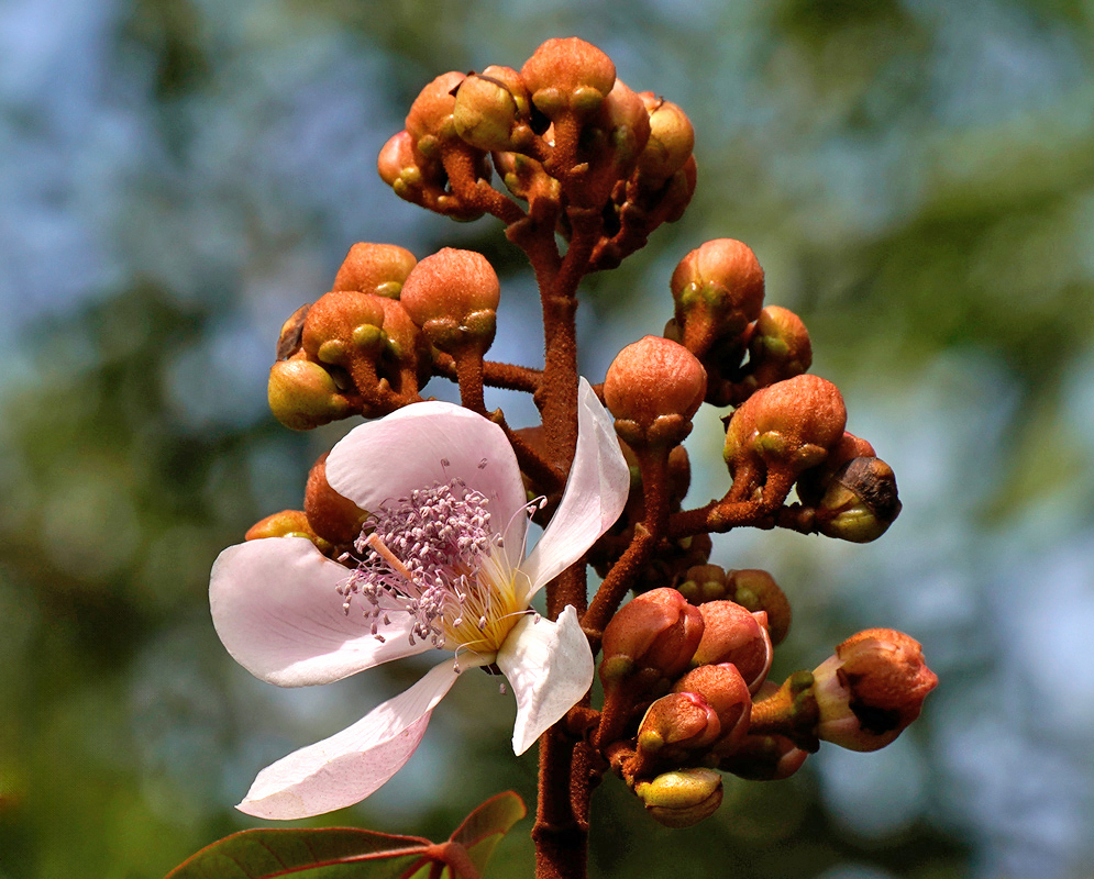 A single Bixa orellana flower lit by sunlight, blooming among reddish unopened buds on a thick reddish stalk