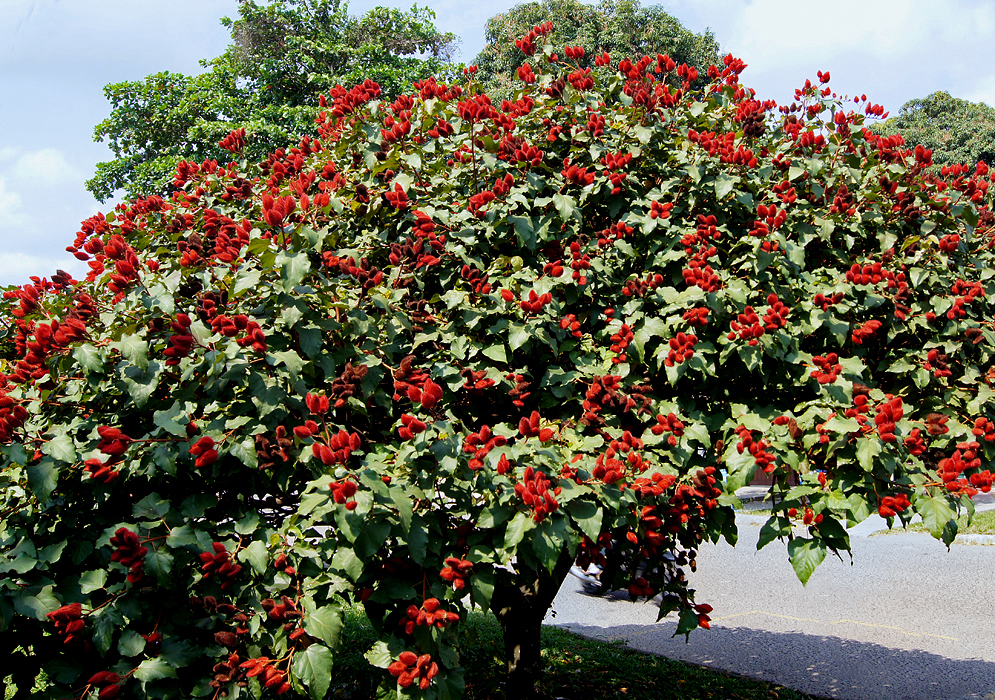 Bixa orellana tree full of bright red seed pods