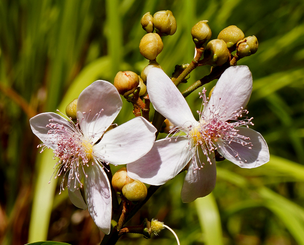 Two fully opened Bixa orellana flowers with pale pink petals and prominent purple stamens, set against green foliage