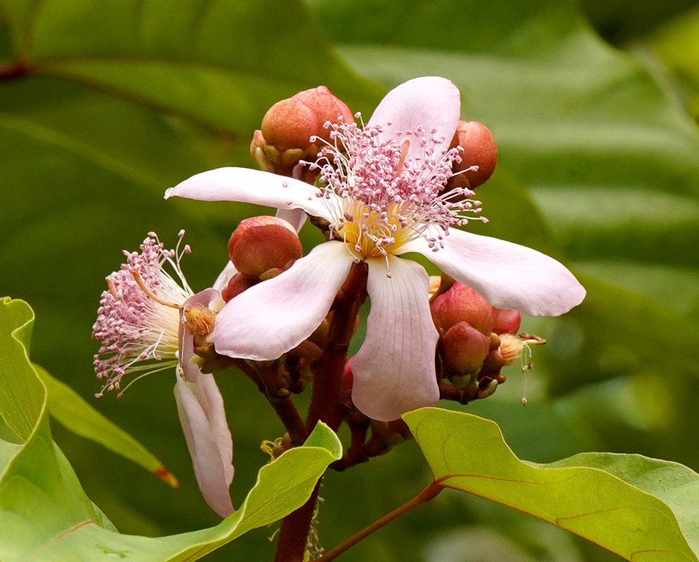 A pair of soft pink Bixa orellana flowers with thick petals and prominent stamen clusters, surrounded by glossy green leaves and red buds