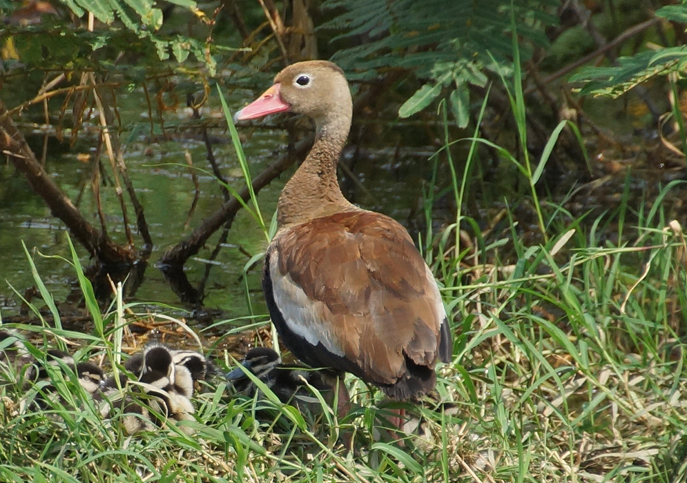 A Dendrocygna autumnalis next to her ducklings 
