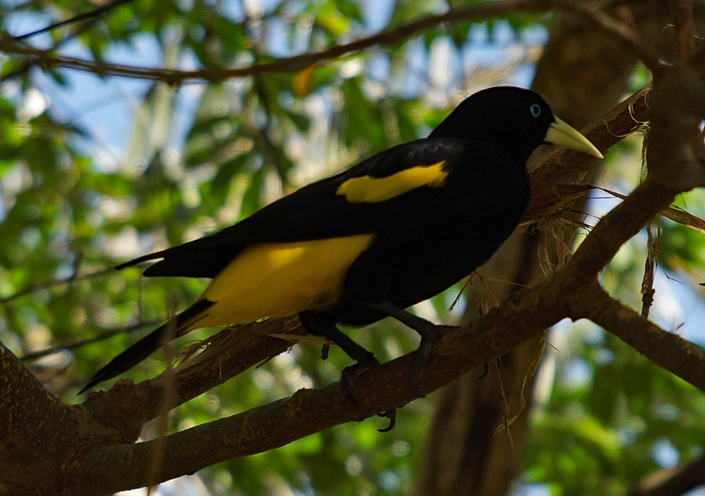 Side view of a Cacicus cela  perched on a tree