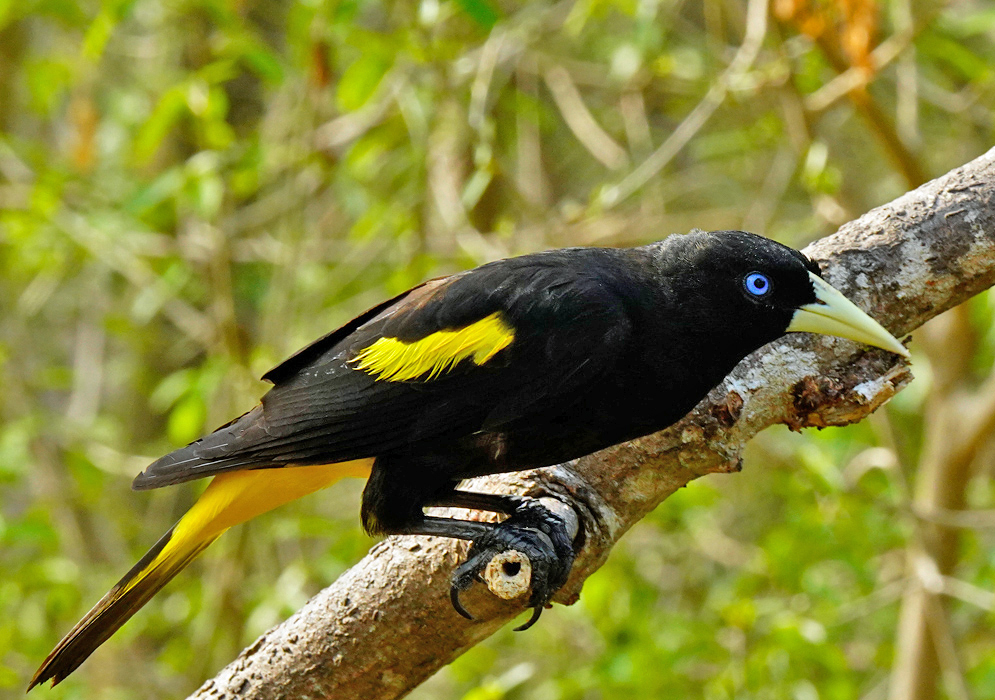 A black Cacicus cela with yellow feathers on the wing and tail bottom