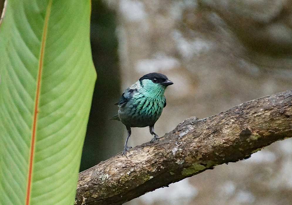 Black-capped Tanager on a branch 