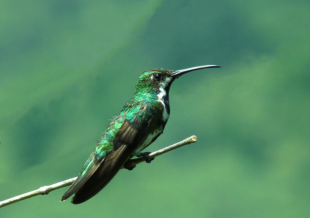 Female black-throated mango with green and white feathers on a branch