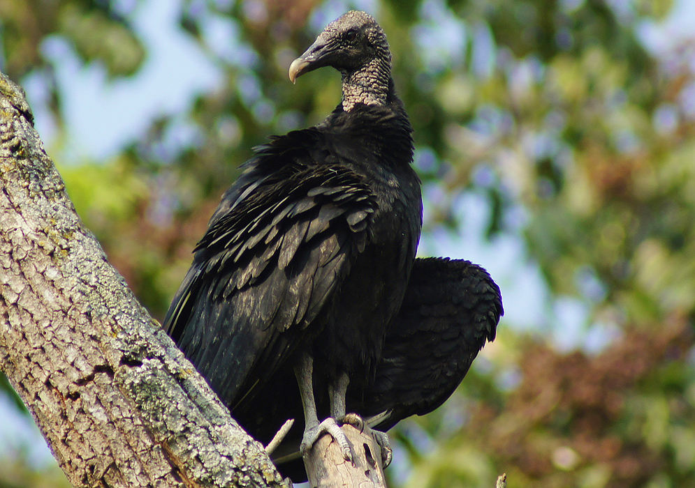 A black vulture with dark gray and wrinkled head on a tree