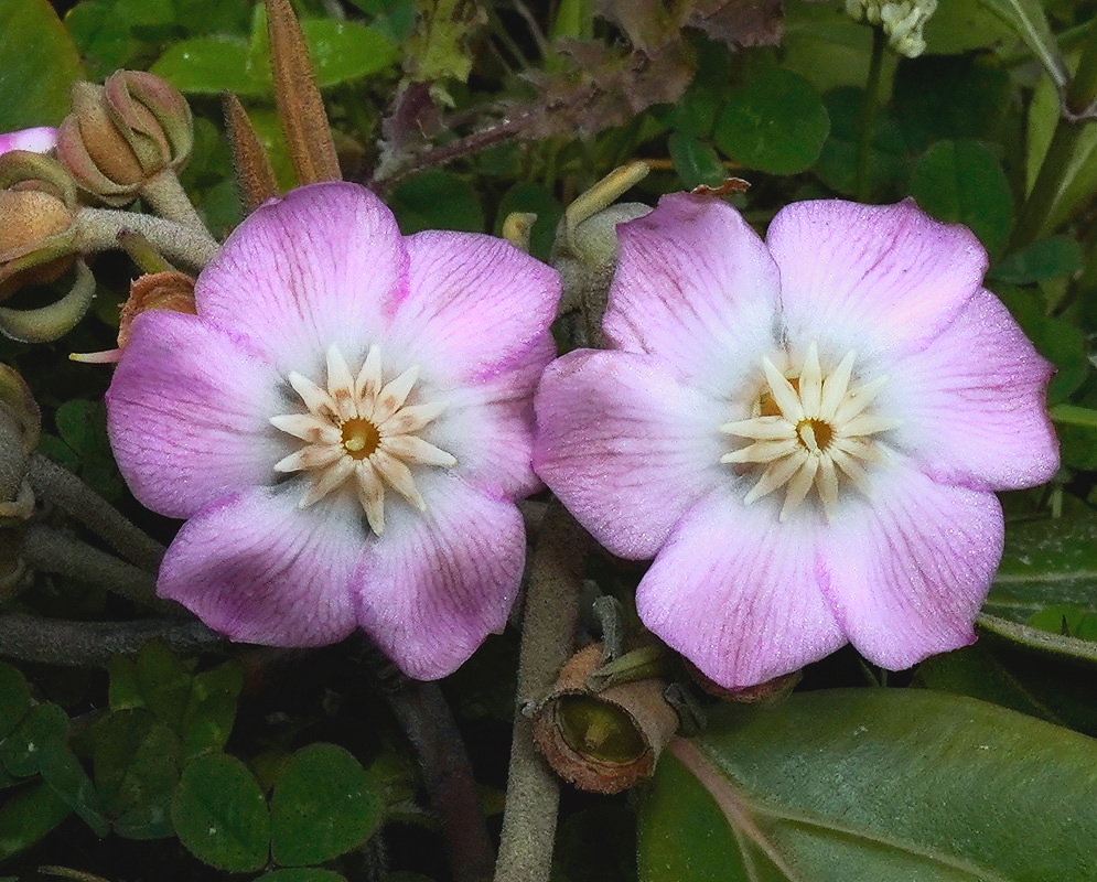 Blakea calyptrata plant habit and foliage