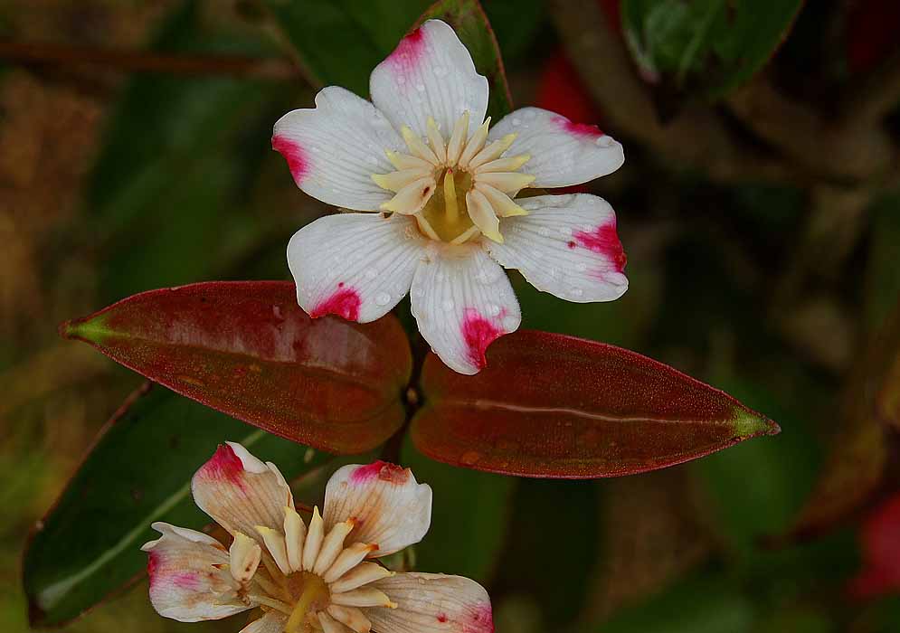 A white flower with patches of red on the tips of the flower petals after a rainfall