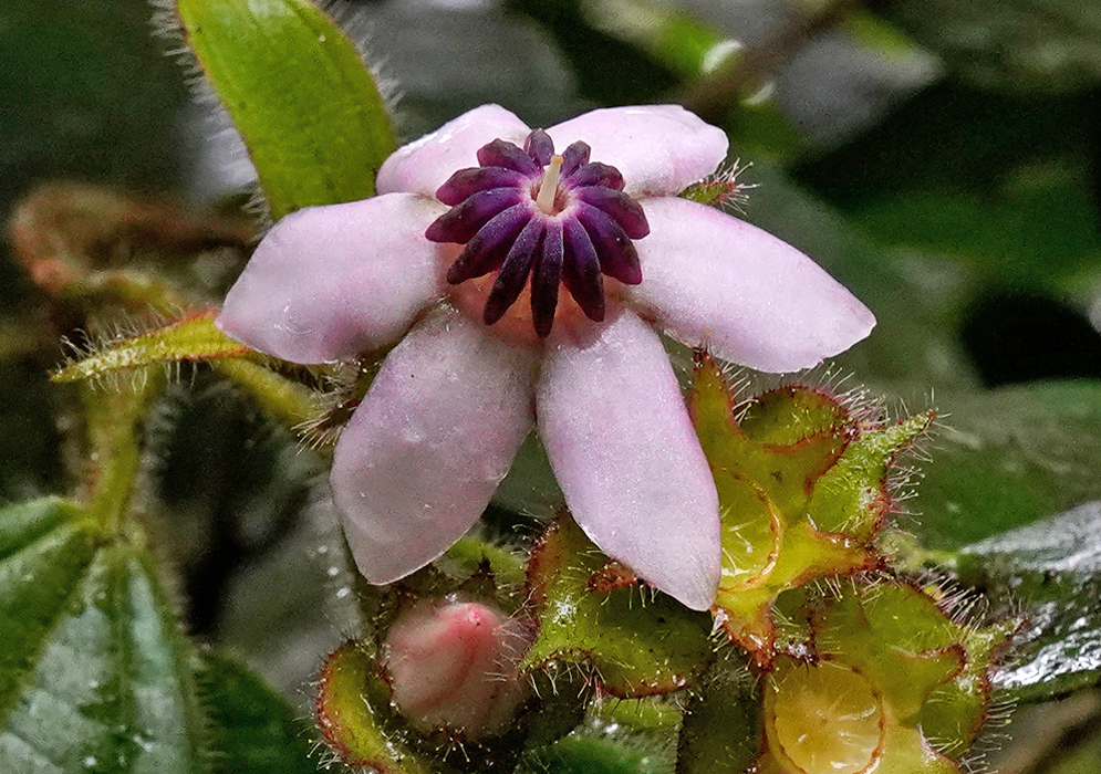 Blakea glandulosa Blakea glandulosa flower with six pale pink petals, a deep purple central structure, and surrounding hairy green sepals