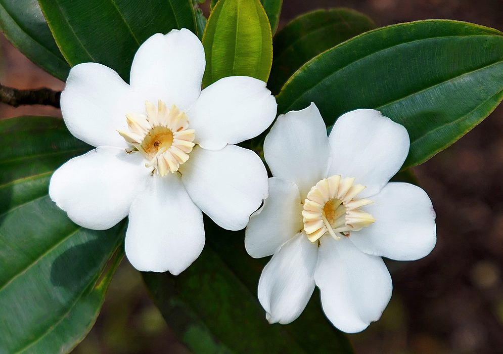 Two white Blakea granatensis flowers