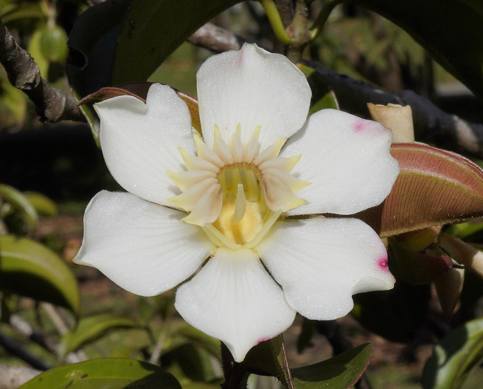 White Blakea granatensis flower in sunlight