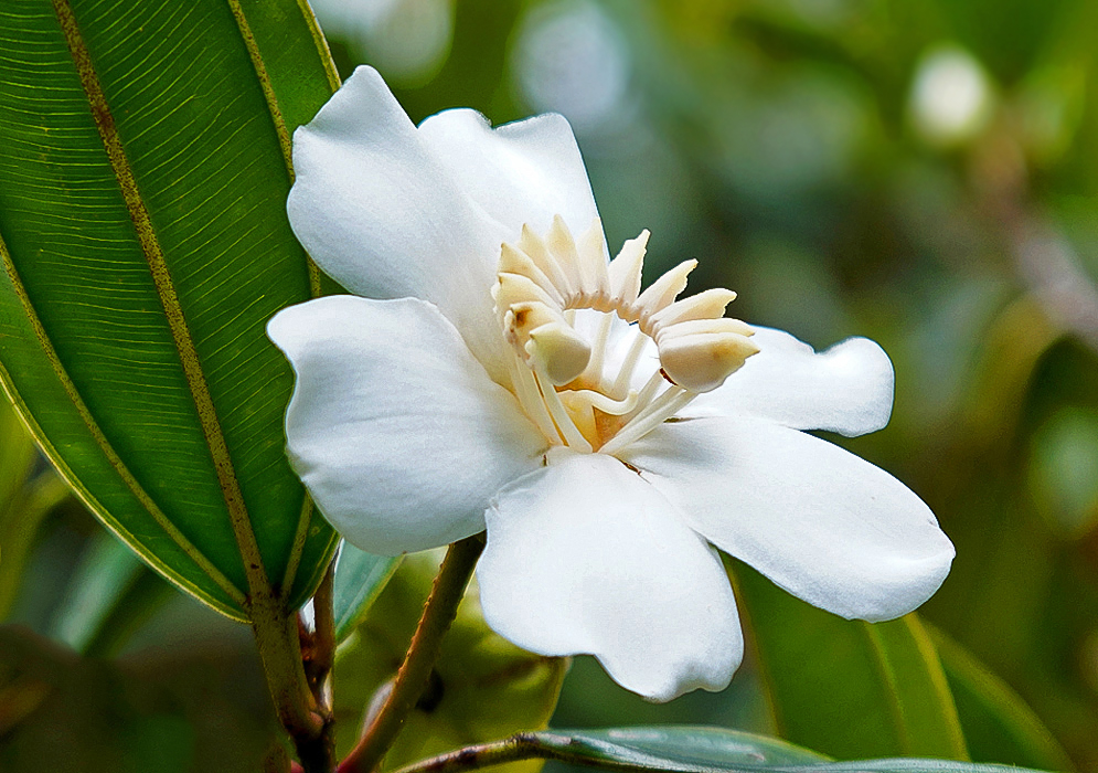 A white Blakea granatensis flower