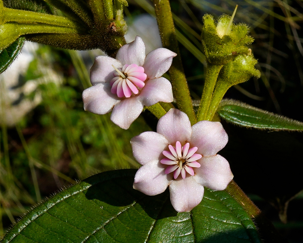 Blakea hirsuta Flowers Blakea hirsuta two pale pink, six-petaled flowers with a sculpted pink-to-purple crown of stamens at the center, borne on hairy green stalks above glossy foliage.