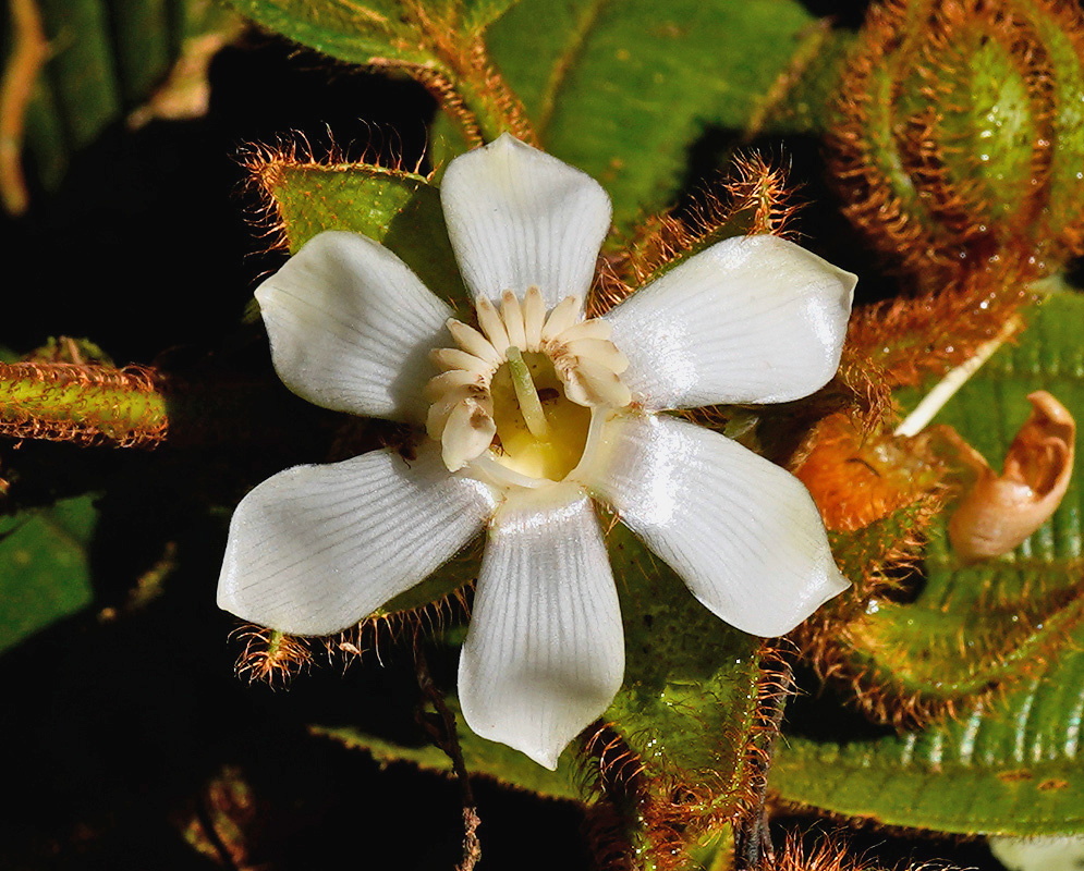 Blakea hispida flower with white petals