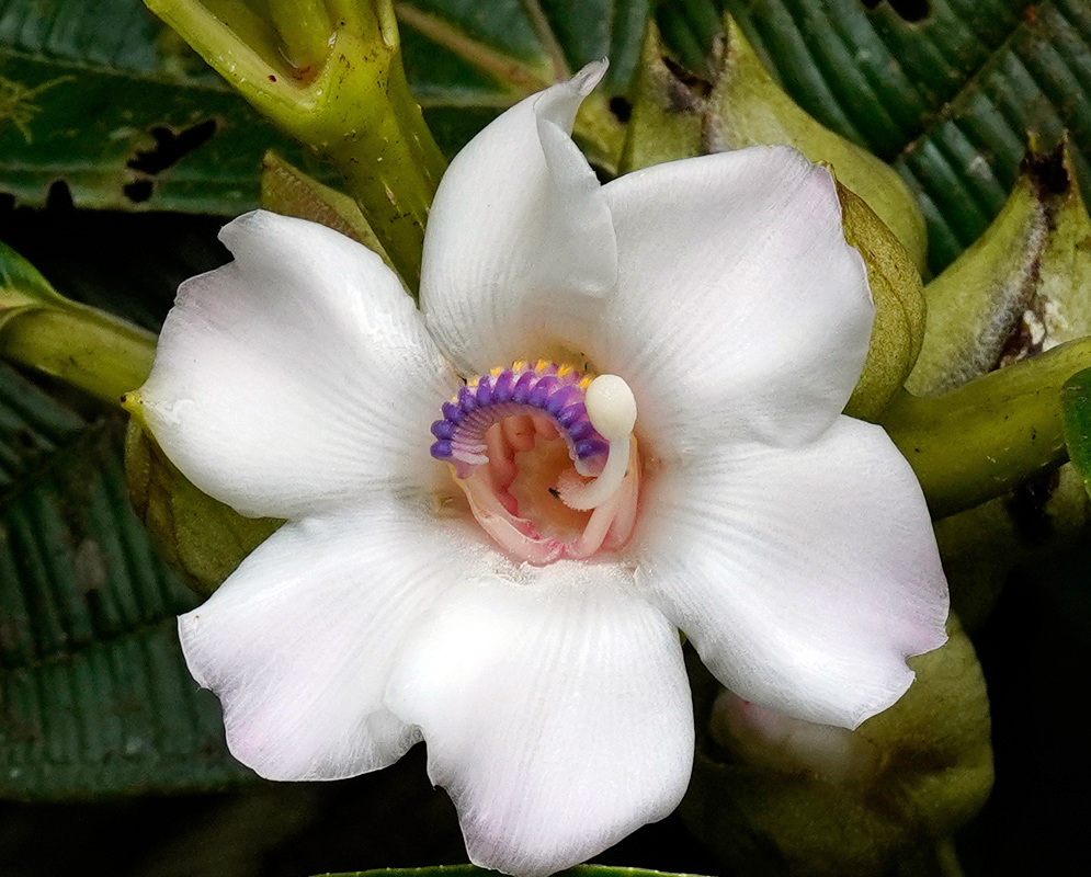 Blakea involvens Flower Blakea involvens single white, six-petaled flower with a central spiral of purple and yellow anthers surrounding a pale pink style, emerging above green bracted stems