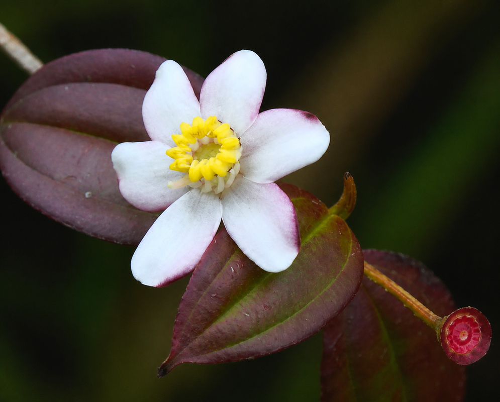 A Blakea pauciflora flower shows six white petals edged in dark pink and a ring of yellow anthers above reddish leaves