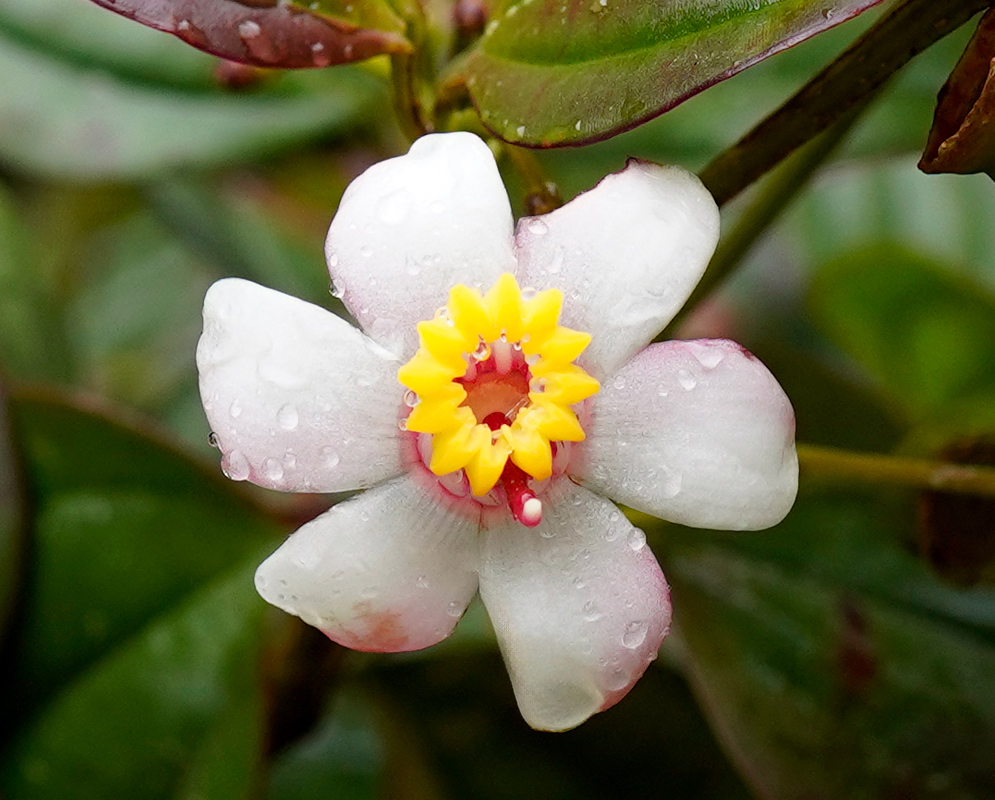 Blakea pauciflora single white flower with rounded petals, a bright yellow star-shaped center, and water droplets on its surface, set against glossy green foliage