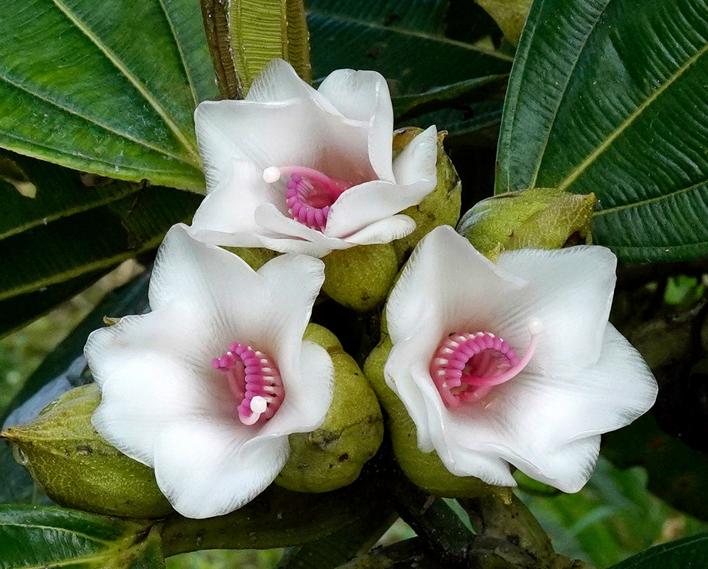 Close-up of three Blakea subconnata flowers with white petals, pink curved stamens, and unopened buds against dark green veined leaves