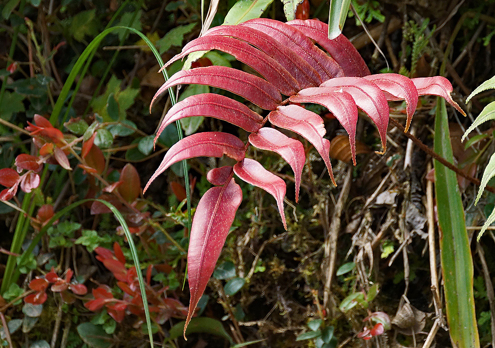 New soft-red Blechnum cordatum leaf